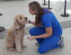 UF veterinary ophthalmology technician Michelle Wilhelmy helps a service dog visiting the UF Small Animal Hospital in 2022 for the annual service dog eye and heart screening event.