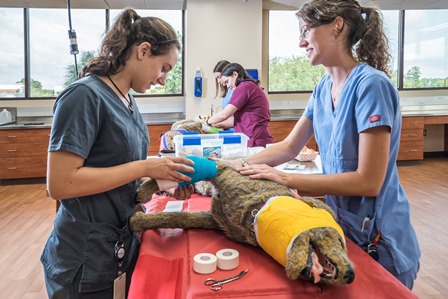 UF veterinary medical students are shown brushing up their bandaging skills in the college’s new clinical skills laboratory, which opened in August 2015. (Photo courtesy of Oelrich Construction)