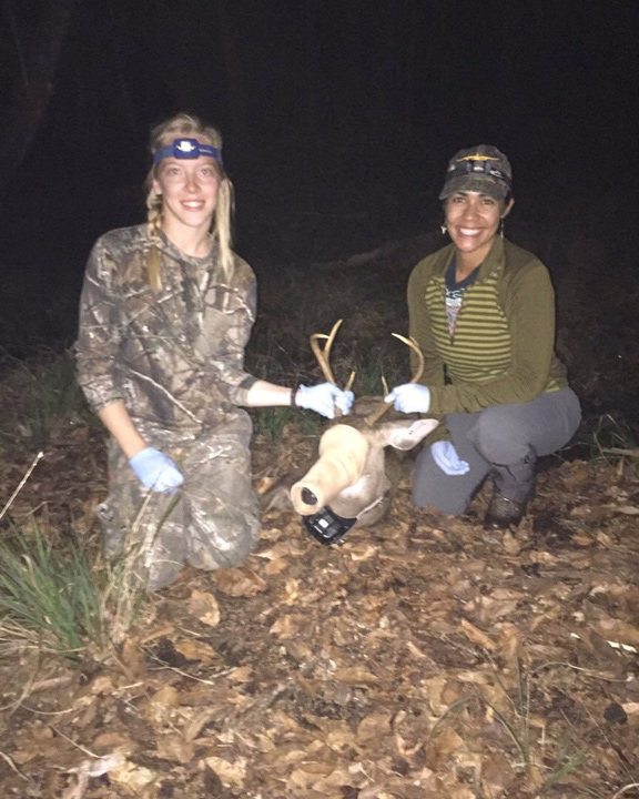 Two field technicians in Dr. Blackburn's SEER Lab attach a GPS collar to an anesthetized white-tailed deer in north-central Florida during the winter 2017 capture season (photo (C) SEER Lab).