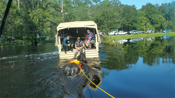 Members of the National Guard assisting the UF VETS team in the rescue of several horses stranded in floodwater in the aftermath of Hurricane Irma.