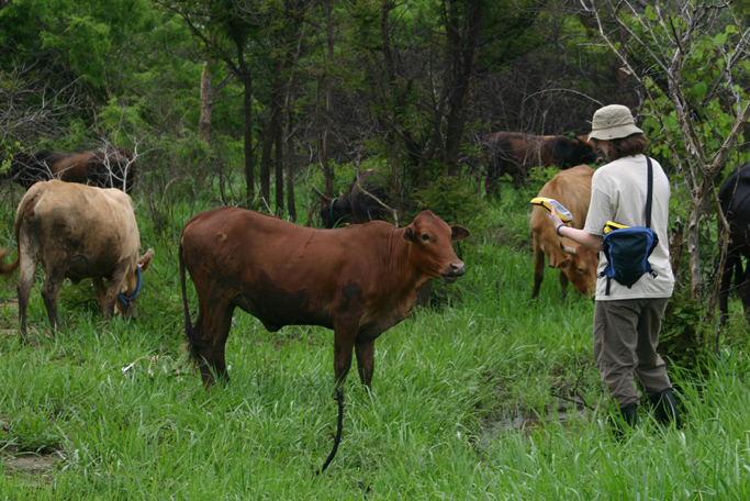 EPI postdoctoral fellow Dr. Juli Clennon obtaining GPS coordinates for breeding site of Anophales arabiensis in Zambia, with curious cattle; Dr. Clennon works with preeminence faculty member Dr. Greg Glass in the College of Liberal Arts and Sciences.
