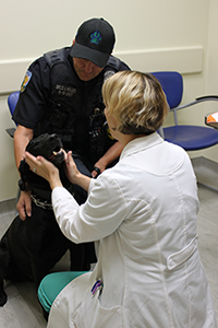 Dr. Caryn Plummer examines the eye of K9 Boomer, while his owner, Officer Dale Holmes, looks on. (File photo)