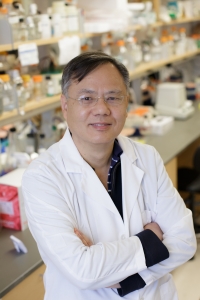 Shuang Huang., Ph.D., is a professor in the UF College of Medicine’s department of anatomy and cell biology and a member of the UF Health Cancer Center.