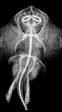 X-ray of an adult male skate