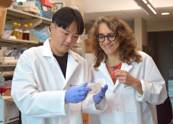 A study in yeast by postdoctoral researcher Yoon-Mo (Jason) Yang, Ph.D. and his advisor, professor Katrin Karbstein, Ph.D., reveals that cells’ protein factories have a system for repairing oxidative stress damage which involves chaperones. 