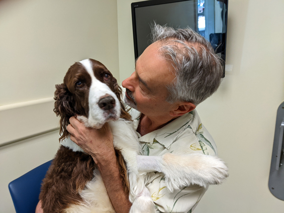 Luke, a brown and white springer spaniel, is held by his owner, a man in a tan shirt with palm trees.