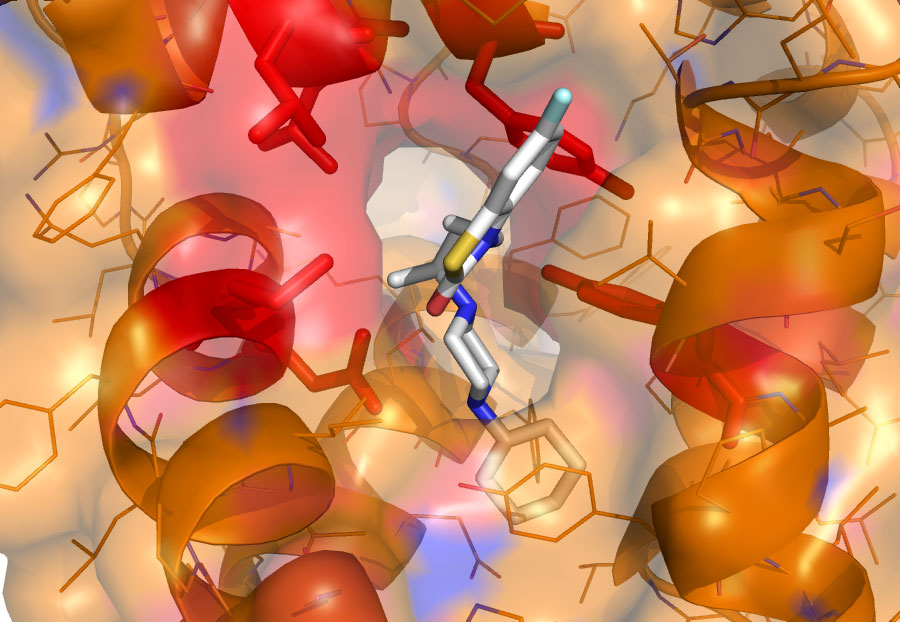 A model of the human sigma-2 receptor is shown (in orange and red) bound to a drug candidate, AZ66 (red, white, blue and yellow sticks). AZ66 inhibits SARS-CoV-2 replication, inhibits shedding of SARS-CoV-2 from cells and inhibits cell death caused by COVID-19.