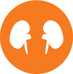 Kidney Icons