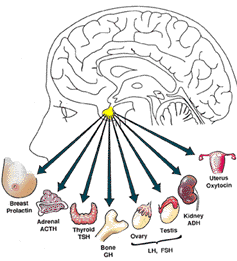 Pituitary functions diagrams