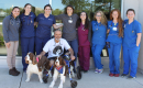 Luke, a brown and white English Springer Spaniel, poses with his owner and veterinary care team.